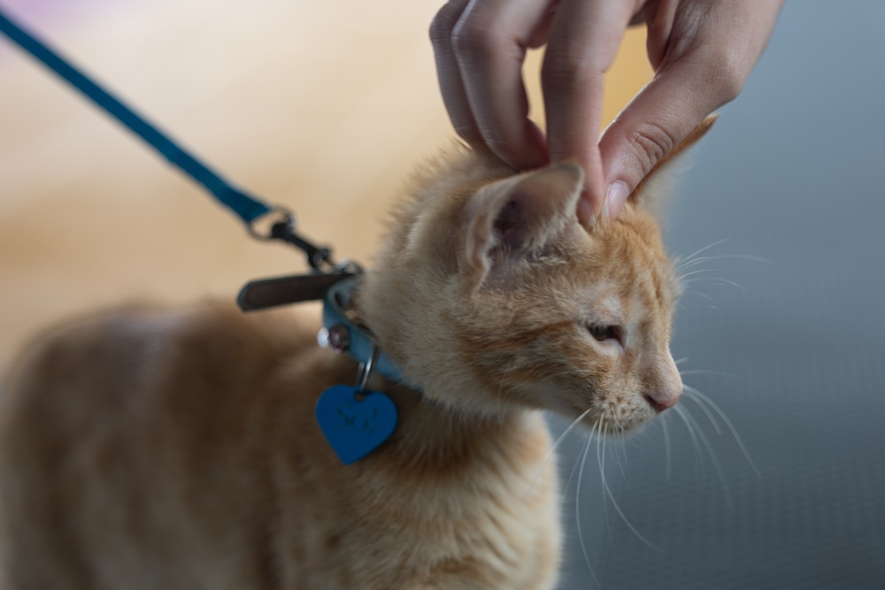 Continuing Promise 2024 personnel provide veterinary assistance at join event in Colón, Panama