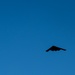 Two B-2 Spirits return to RAAF Amberley after BTF mission