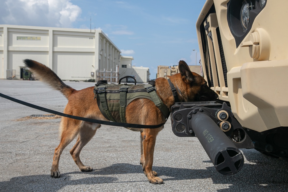 K-9 Training on Camp Kinser