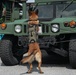 K-9 Training on Camp Kinser