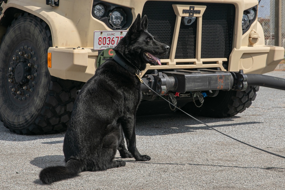 K-9 Training on Camp Kinser