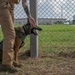 K-9 Training on Camp Kinser