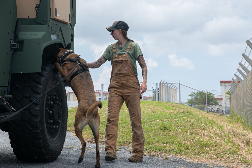 K-9 Training on Camp Kinser