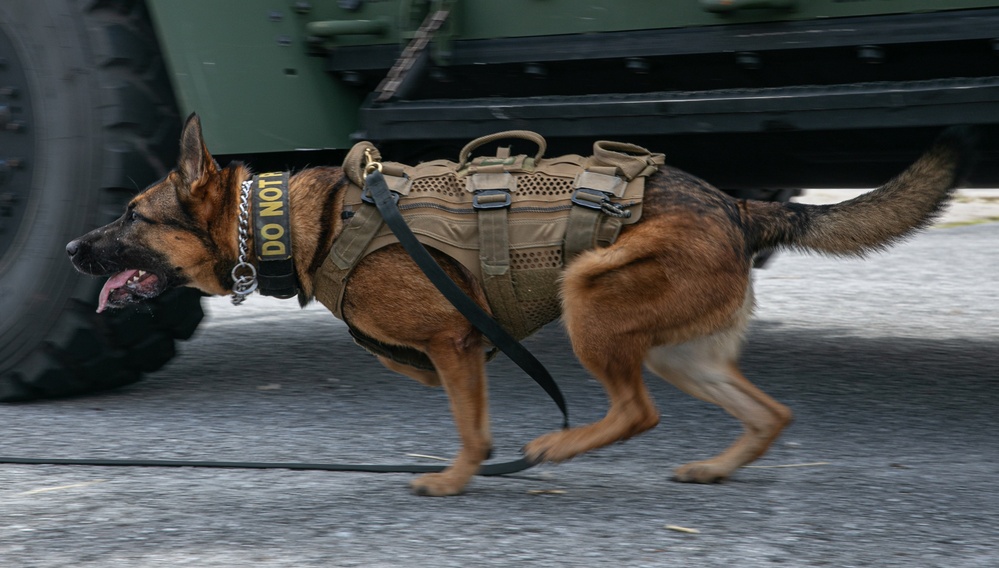 K-9 Training on Camp Kinser