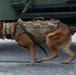 K-9 Training on Camp Kinser