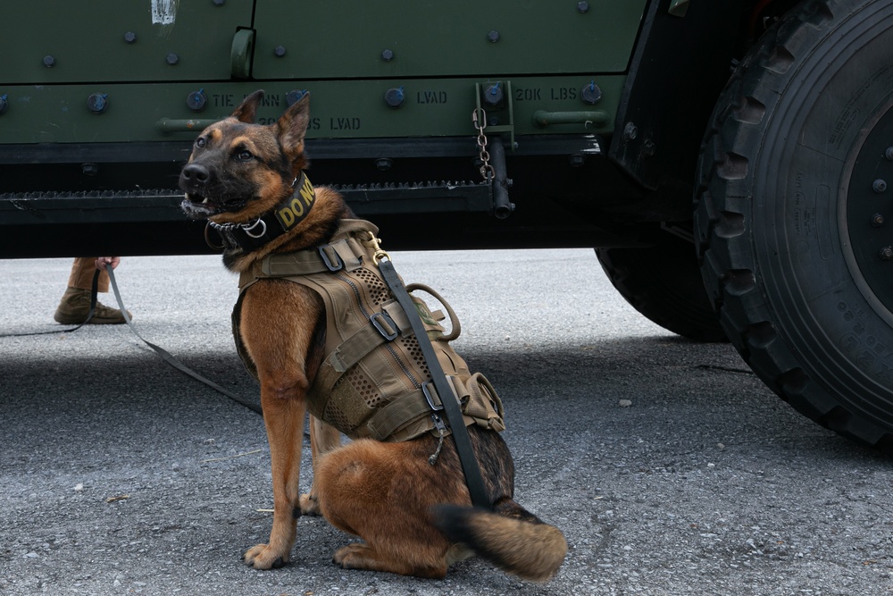 K-9 Training on Camp Kinser