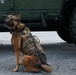K-9 Training on Camp Kinser