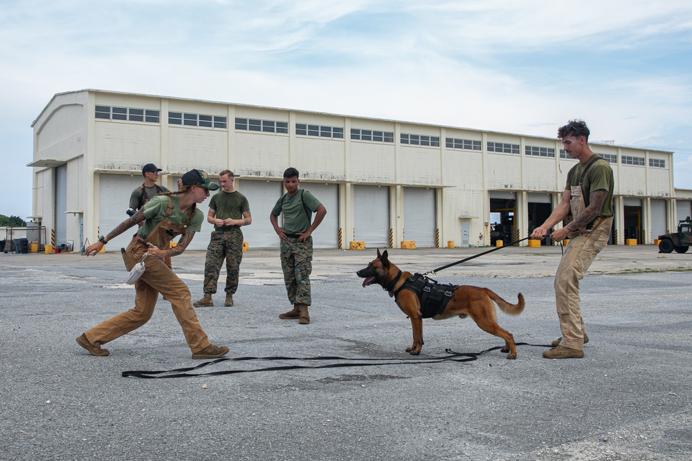 K-9 Training on Camp Kinser