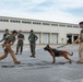 K-9 Training on Camp Kinser