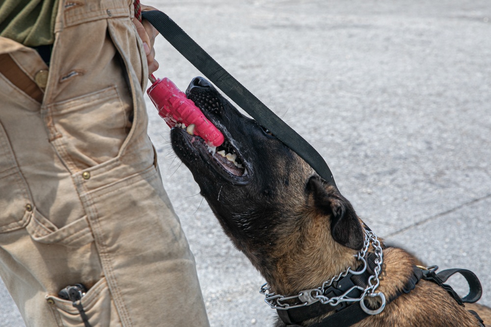 K-9 Training on Camp Kinser