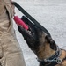 K-9 Training on Camp Kinser