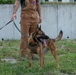 K-9 Training on Camp Kinser