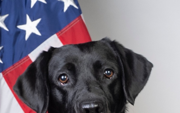 Electronic Detection Canine Special Agent K-9 Jill