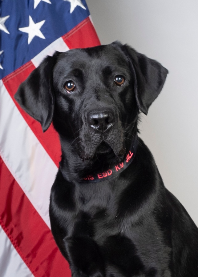 Electronic Detection Canine Special Agent K-9 Jill