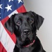 Electronic Detection Canine Special Agent K-9 Jill