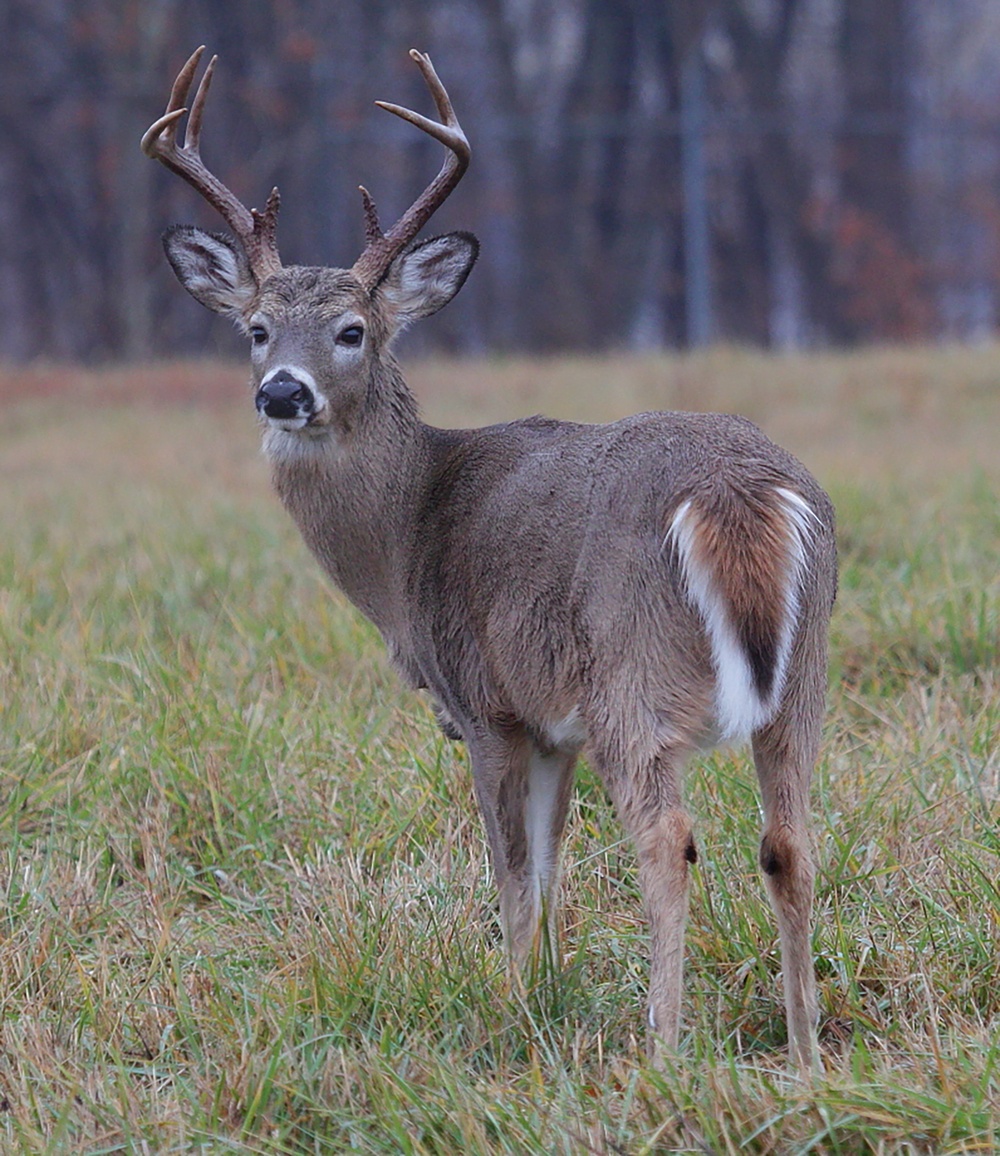 Radford Army Ammunition Plant offers white-tailed deer hunting opportunities