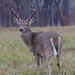 Radford Army Ammunition Plant offers white-tailed deer hunting opportunities