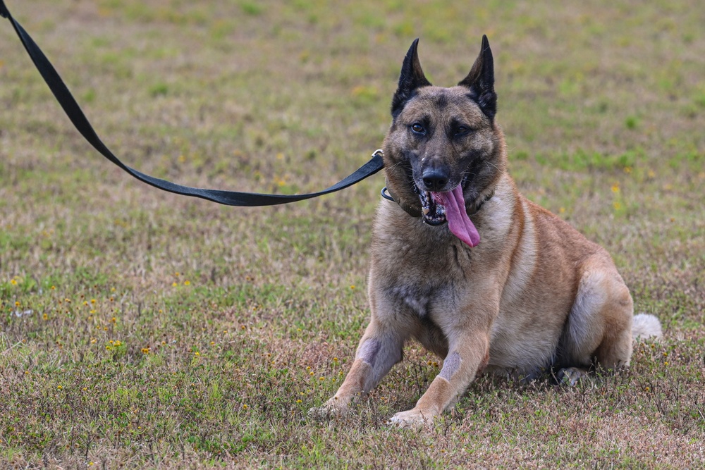 Paws on patrol: Military working dogs develop unique bonds, fill essential role