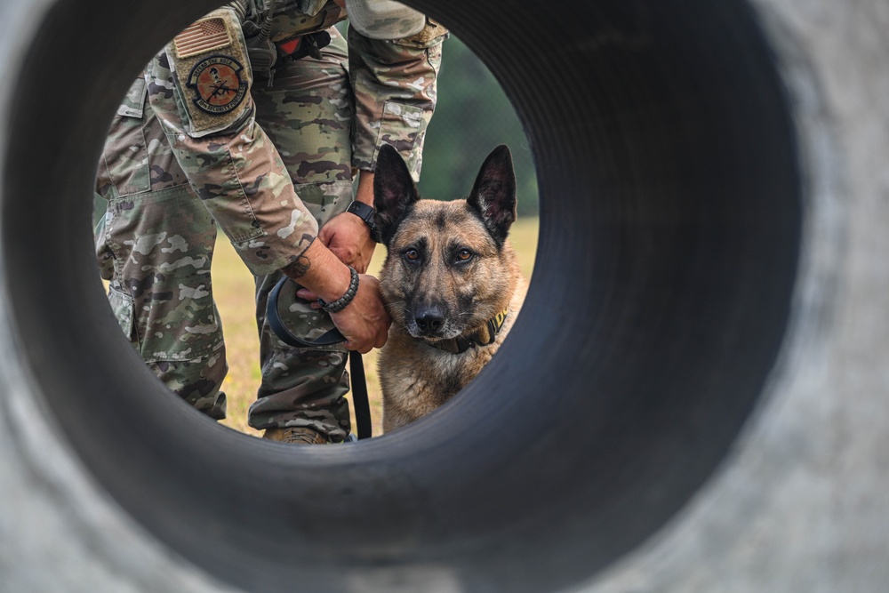 Paws on patrol: Military working dogs develop unique bonds, fill essential role