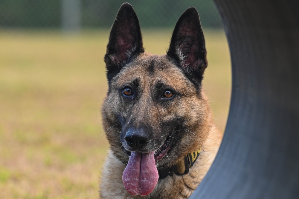 Paws on patrol: Military working dogs develop unique bonds, fill essential role