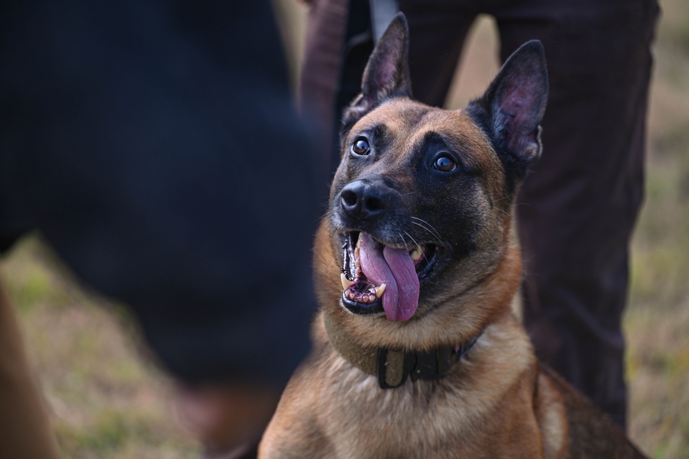 Paws on patrol: Military working dogs develop unique bonds, fill essential role