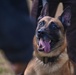 Paws on patrol: Military working dogs develop unique bonds, fill essential role