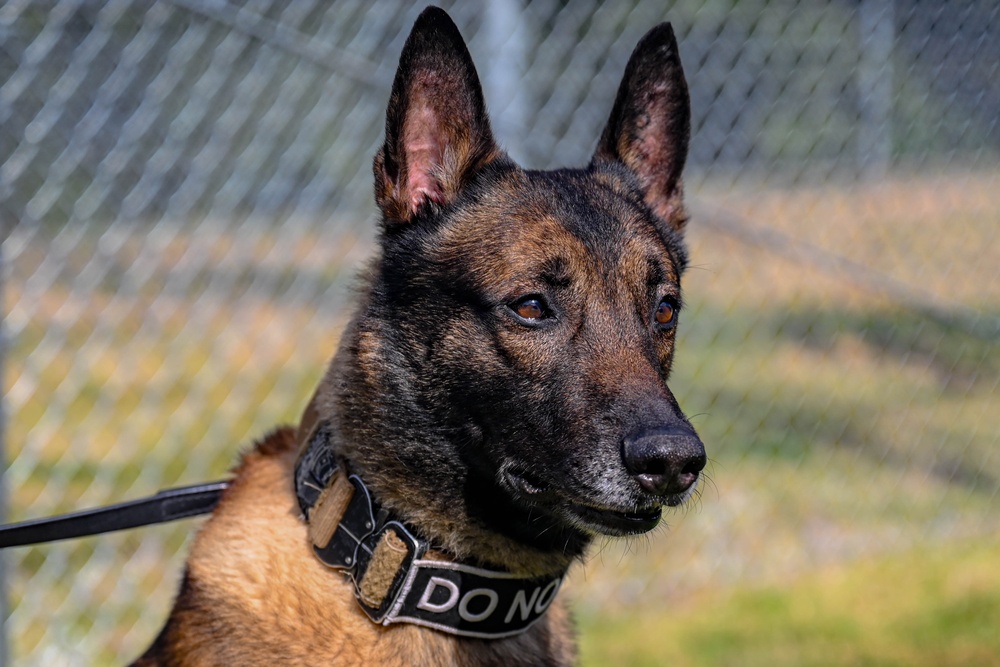 Paws on patrol: Military working dogs develop unique bonds, fill essential role