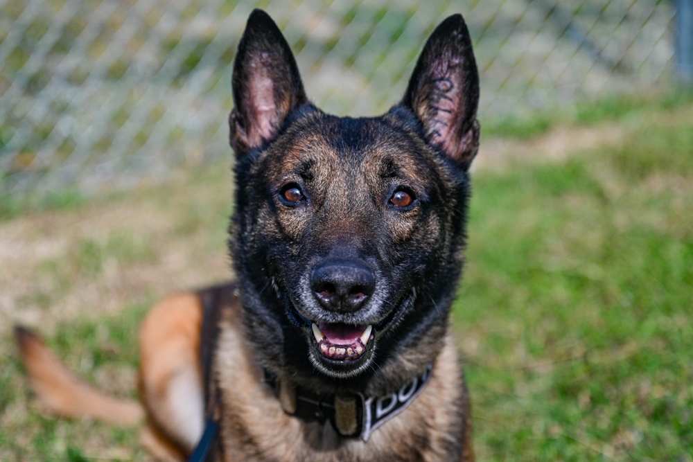 Paws on patrol: Military working dogs develop unique bonds, fill essential role