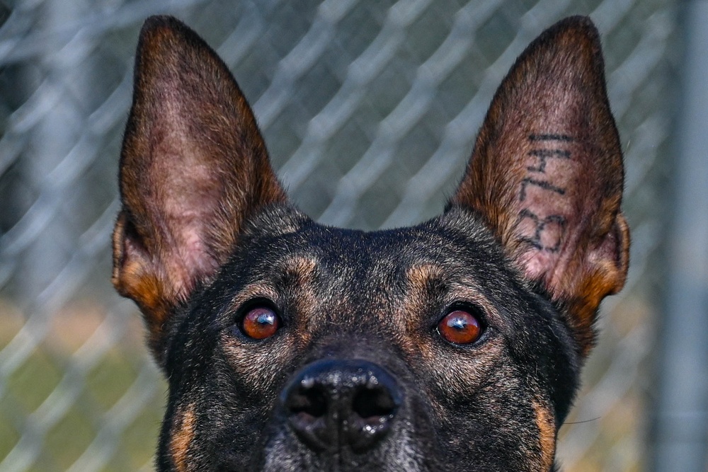 Paws on patrol: Military working dogs develop unique bonds, fill essential role