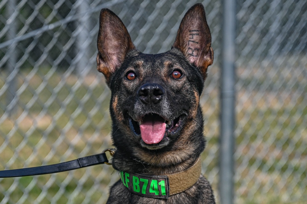 Paws on patrol: Military working dogs develop unique bonds, fill essential role