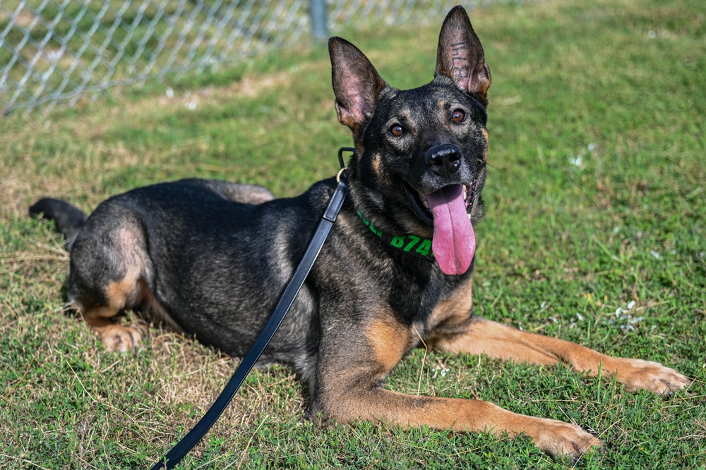 Paws on patrol: Military working dogs develop unique bonds, fill essential role