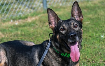 Paws on patrol: Military working dogs develop unique bonds, fill essential role