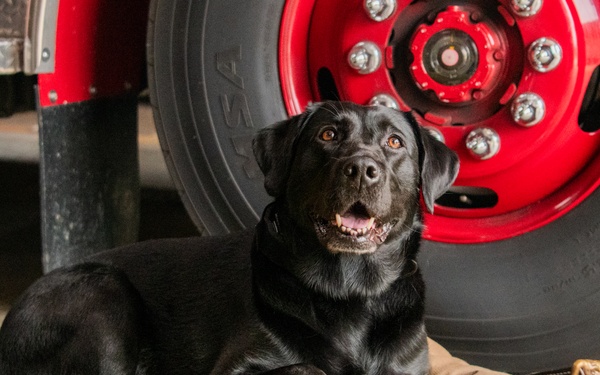 LEAD spotlights first DOD firefighter and service animal team at the depot