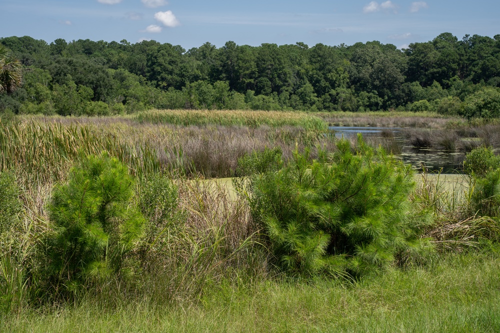 MCAS Beaufort protects Gregorie Neck land