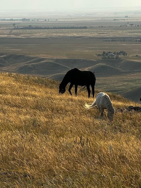 DCARNG Medical Detachment remove gaps in health, dental, and vet services in rural Montana