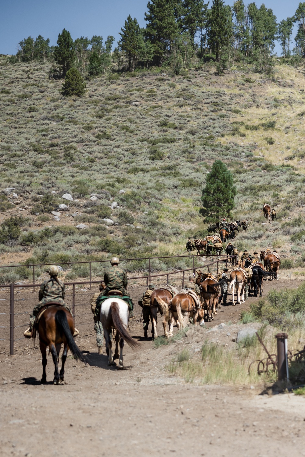 Marines with 2/1 hike with mules during Animal Packers Course 2-24