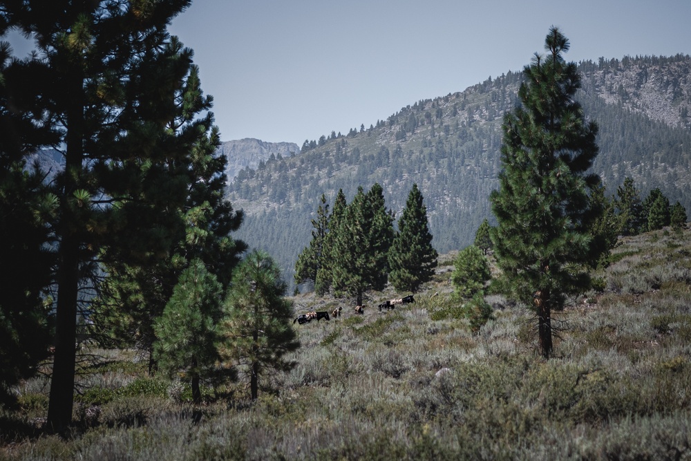 Marines with 2/1 hike with mules during Animal Packers Course 2-24