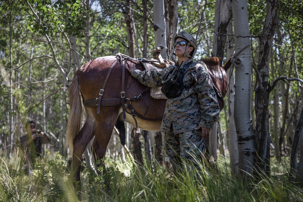 Marines with 2/1 hike with mules during Animal Packers Course 2-24