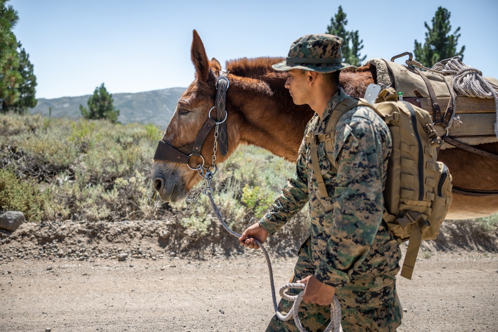 Marines with 2/1 hike with mules during Animal Packers Course 2-24
