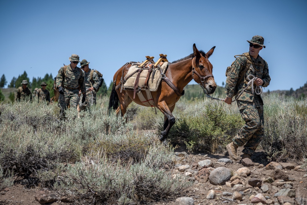 Marines with 2/1 hike with mules during Animal Packers Course 2-24