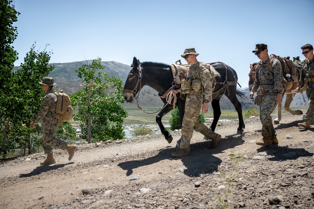 Marines with 2/1 hike with mules during Animal Packers Course 2-24