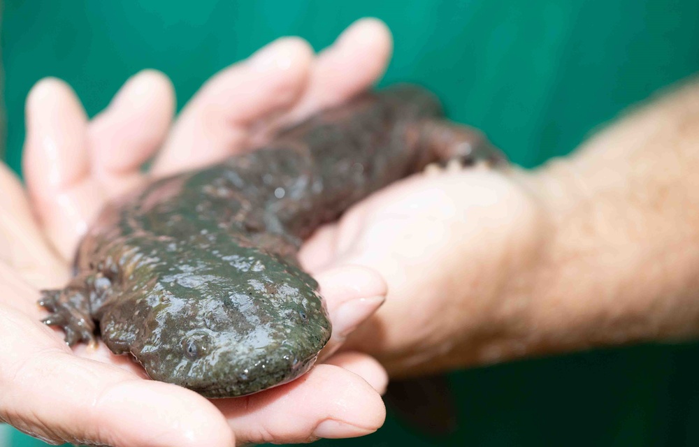 Fort Leonard Wood plays important role in Missouri’s hellbender conservation efforts