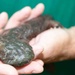 Fort Leonard Wood plays important role in Missouri’s hellbender conservation efforts