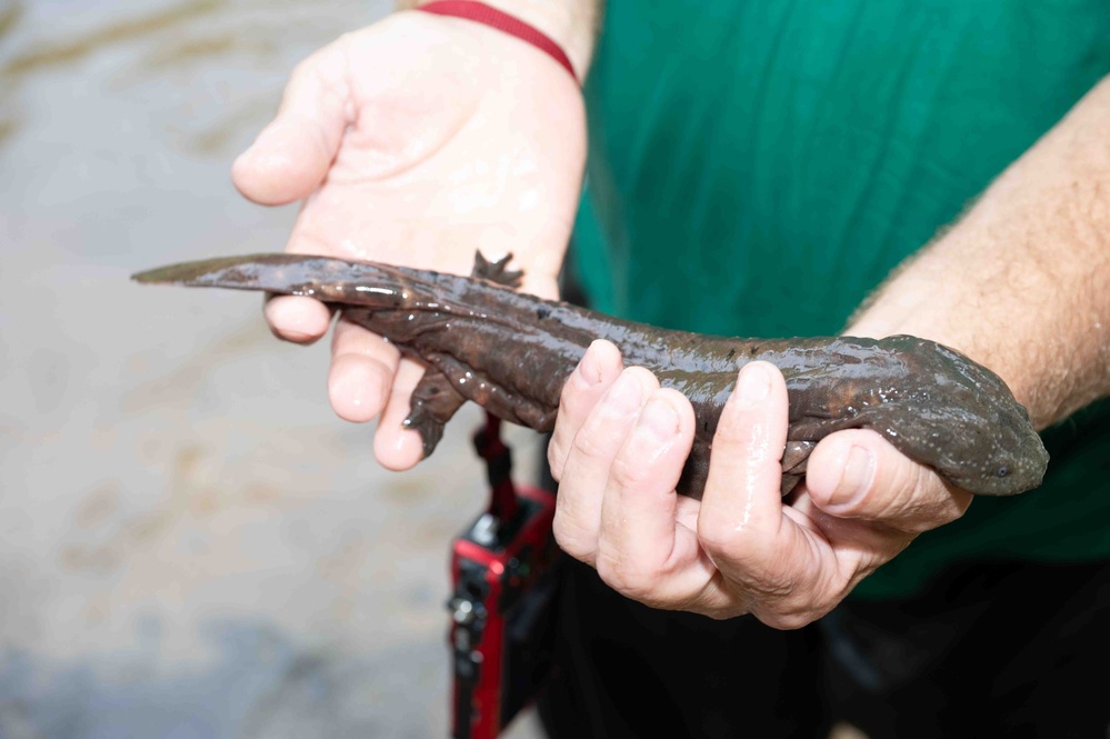 Fort Leonard Wood plays important role in Missouri’s hellbender conservation efforts