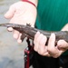 Fort Leonard Wood plays important role in Missouri’s hellbender conservation efforts