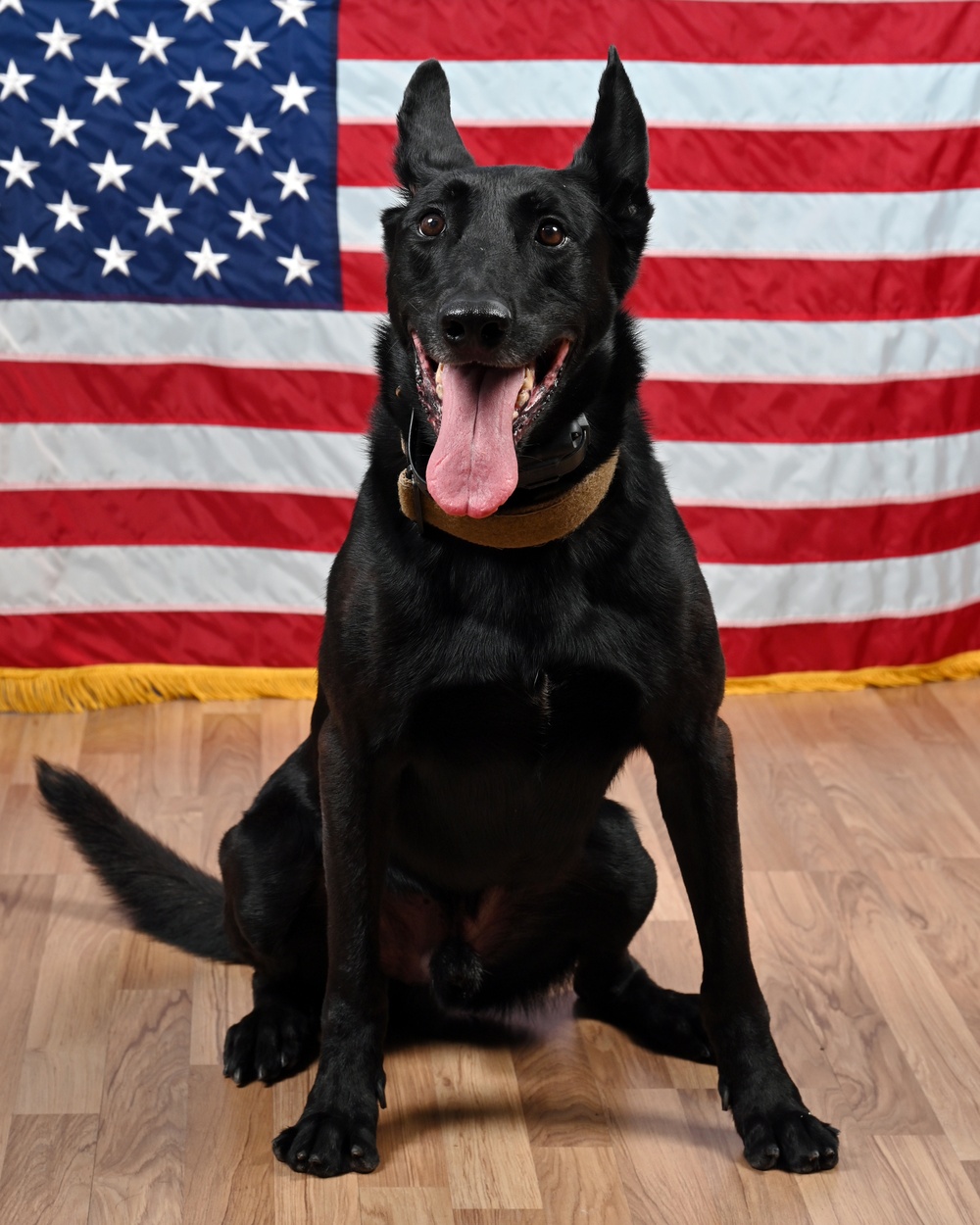 Military Working Dog