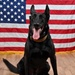 Military Working Dog