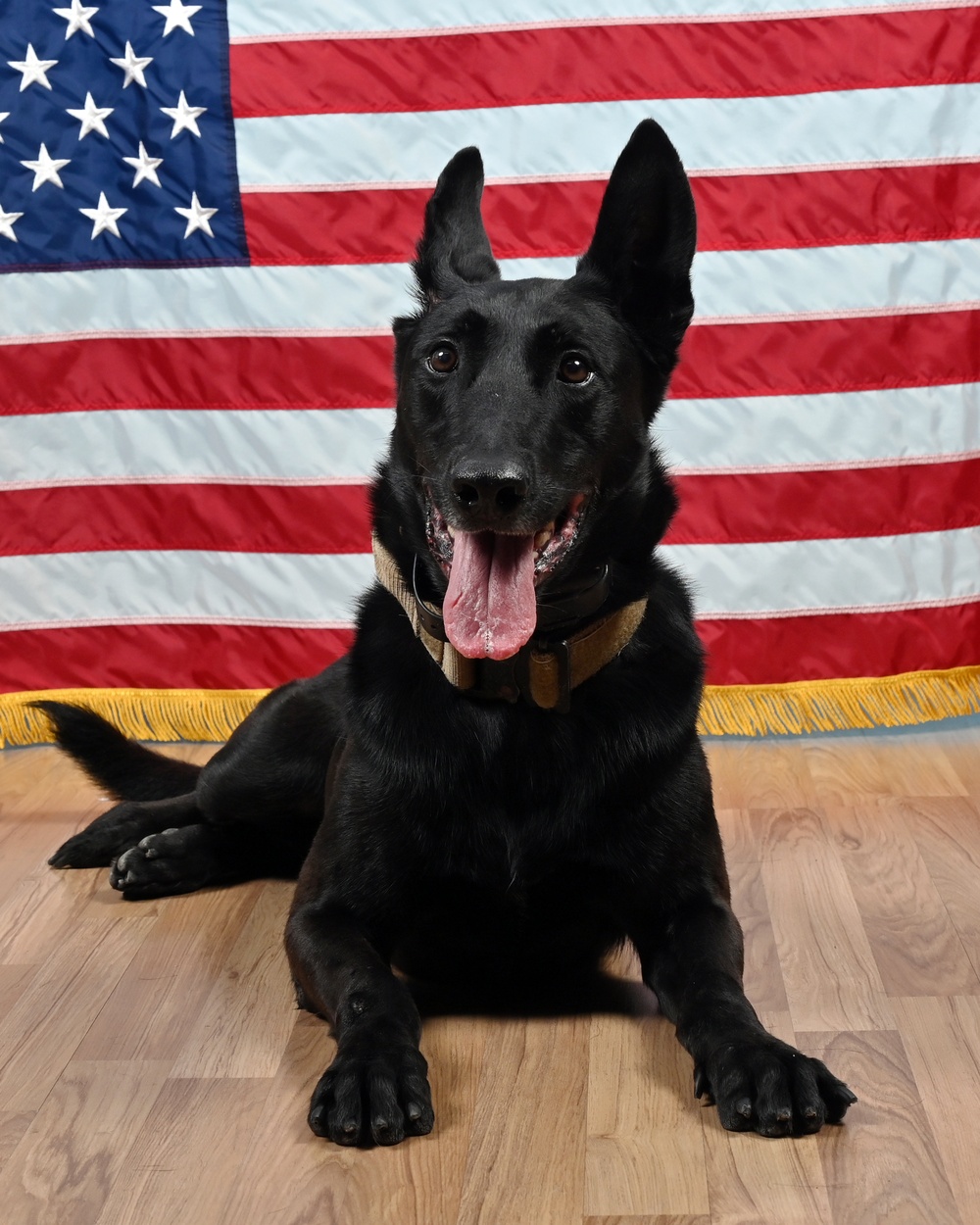 Military Working Dog