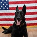 Military Working Dog