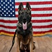 Military Working Dog